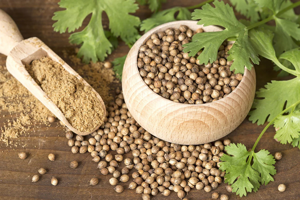 Our Organic Coriander Seeds are known for their strong aroma and fast growth. Grown using clean farming methods, they produce healthy leaves and seeds, perfect for kitchen gardens and commercial use. Key Benefits: Fresh aroma & taste Fast germination Ideal for leaf & seed purpose 100% organic quality