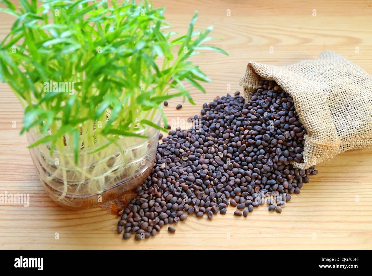 Category: Leafy Vegetable SeedsType: OrganicSuitable Season: All SeasonsGermination Rate: 90%Harvest Time: 25–35 Days